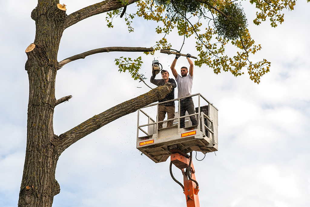 Tree Care Services in Scugog