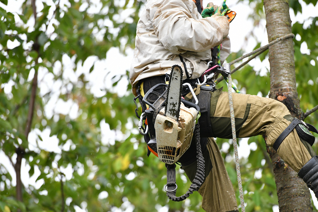 Tree Care Services in Scugog