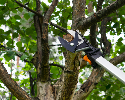 Tree Care Services in Scugog