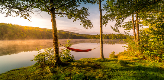 Tree Care Services in Scugog