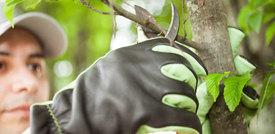 Tree Care Services in Scugog