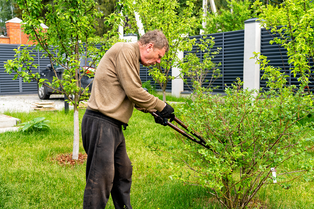  Tree Services Most Requested in Brock