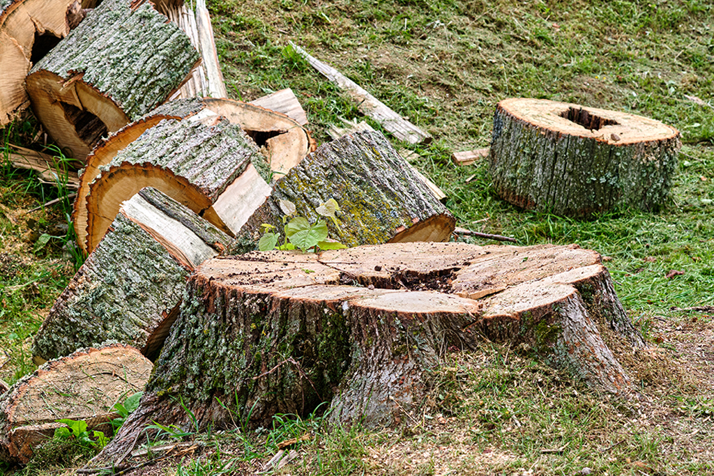 Tree Services Most Requested in Brock