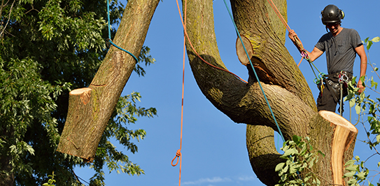 Tree Care for Large Rural Properties in Brock 