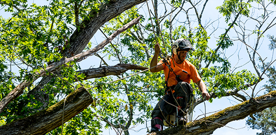 Tree Care for Large Rural Properties in Brock 