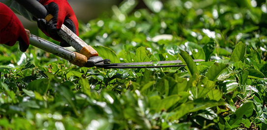 Tree Trimming Services