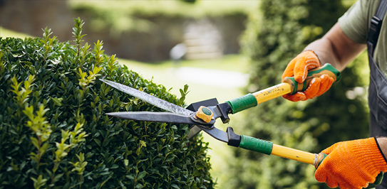 Tree Trimming Services