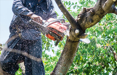 Tree Trimming Services