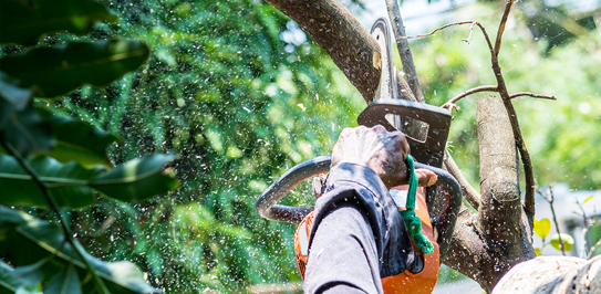 Tree Trimming Services