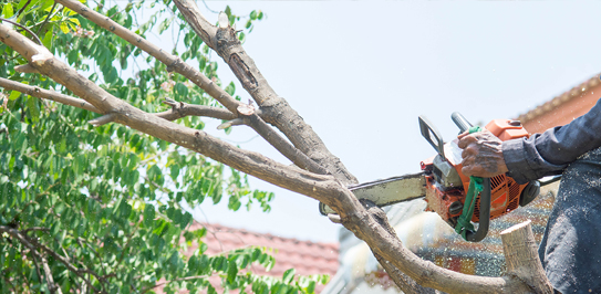Tree Trimming Services