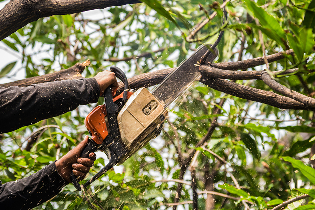 Tree Trimming Services