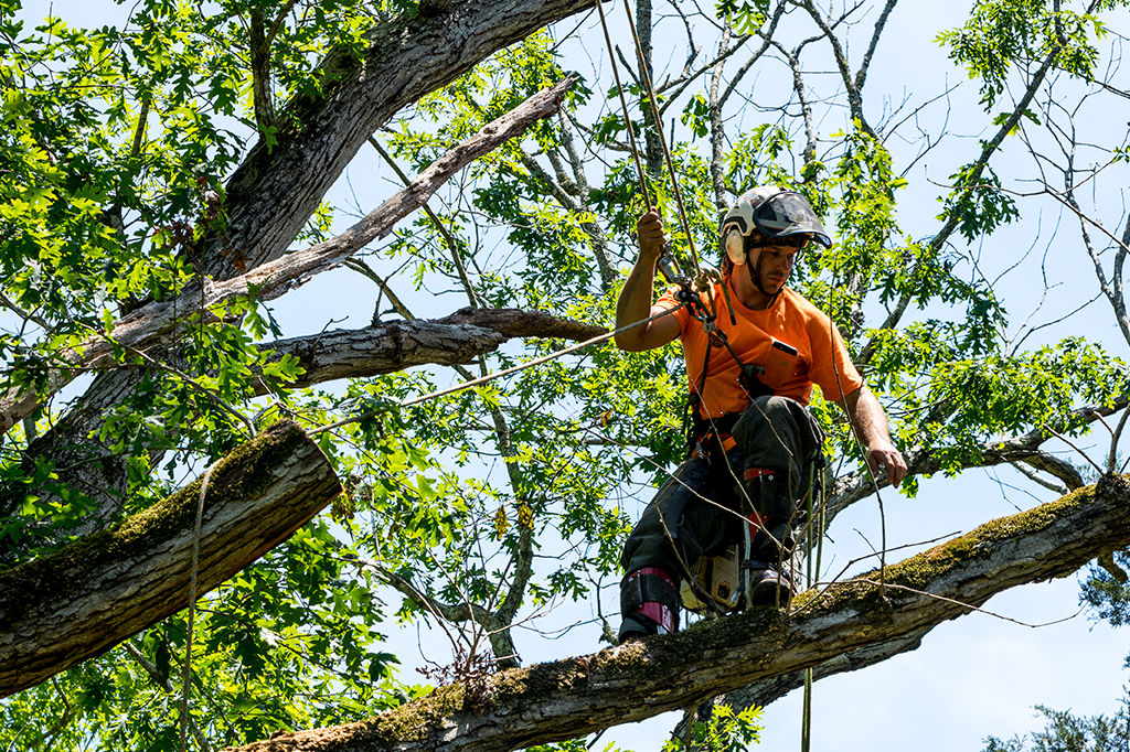 Tree Trimming Services