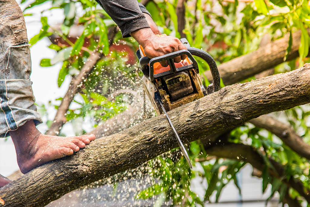 Tree Trimming Services