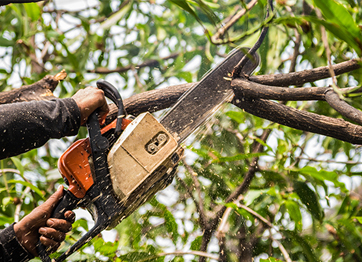tree-trim Your Guide to Land Clearing