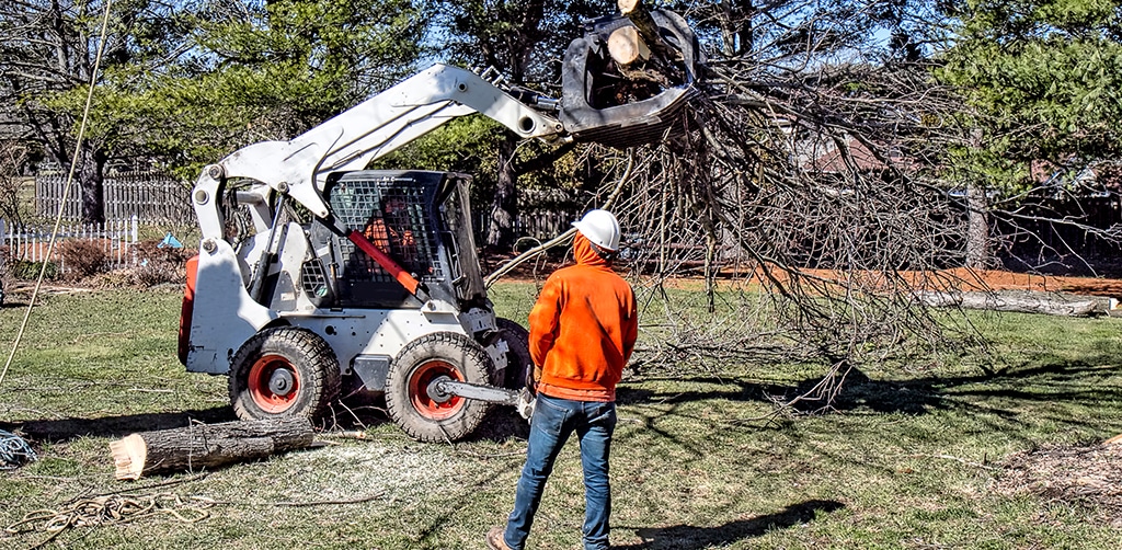 Tree Removal Toronto | ISA-Certified Arborists | DreamWorks