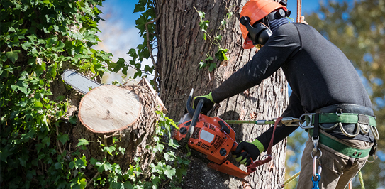Tree Removal Aurora