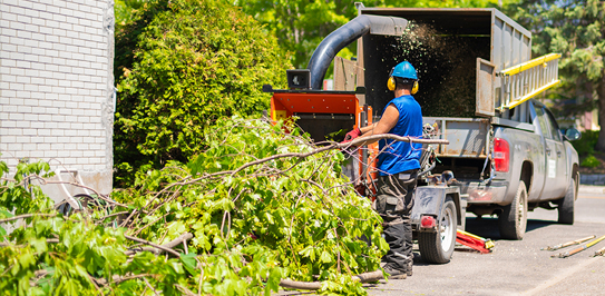 Tree Removal Aurora