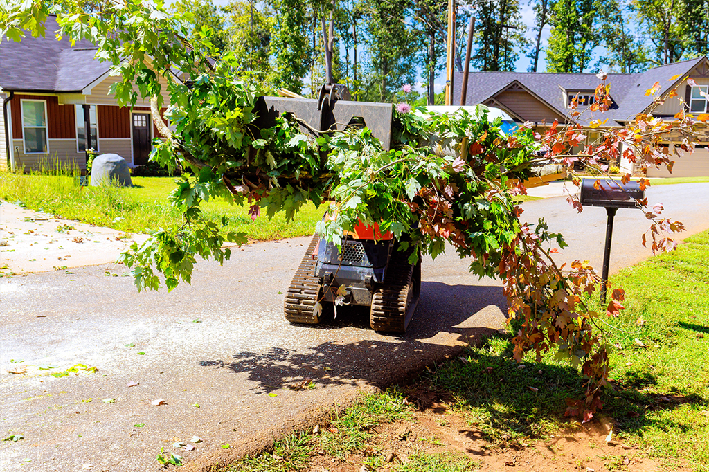 Tree Removal Aurora