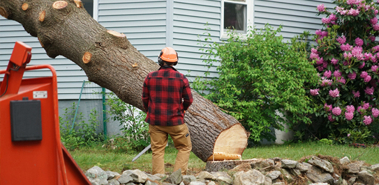 Tree Removal Aurora