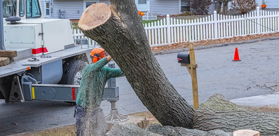 Tree Removal Aurora
