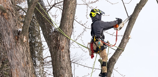 Tree Trimming in Toronto 
