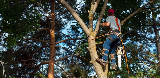 Tree Trimming in Toronto