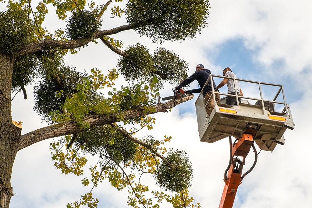 Tree Trimming in Toronto