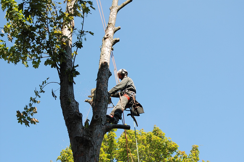 Tree Trimming in Toronto