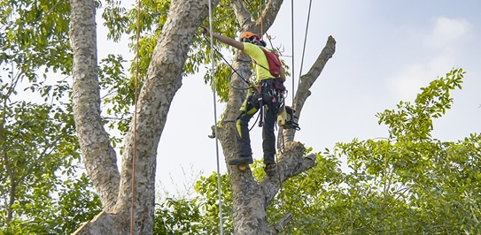 Tree Trimming in Toronto 