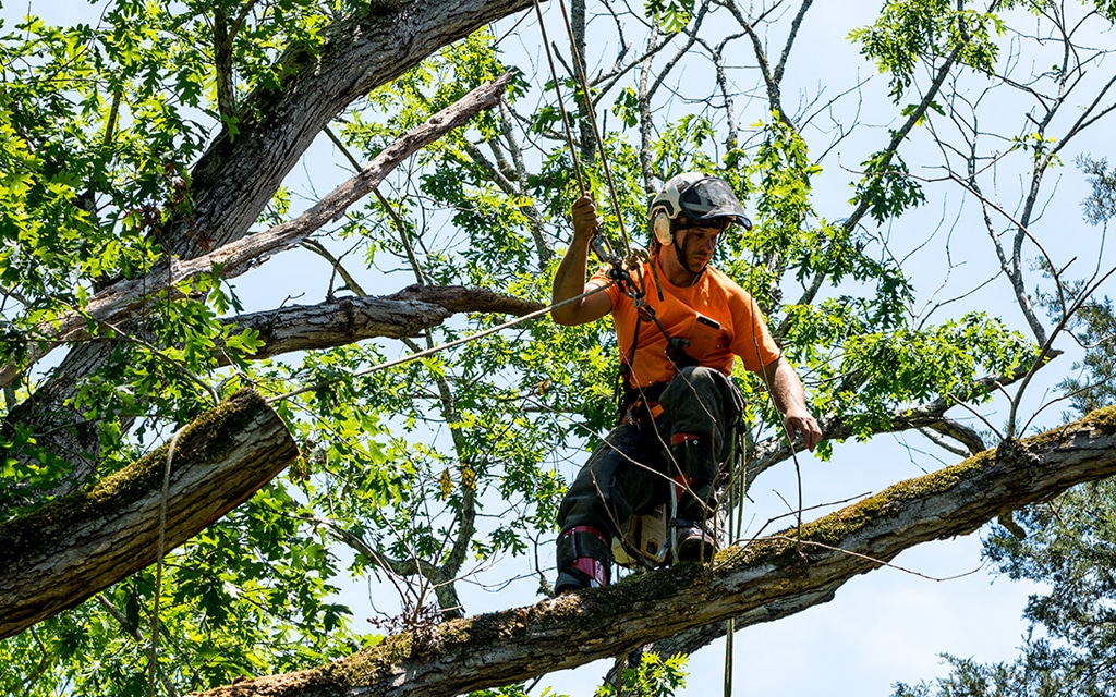 Tree Trimming in Toronto