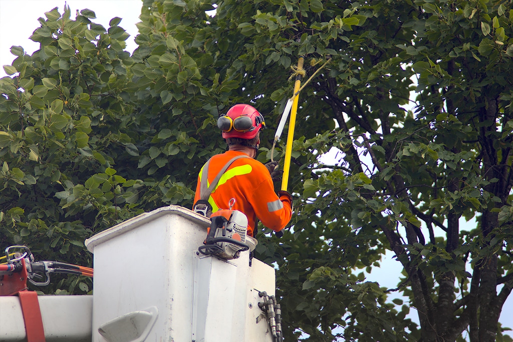 Tree Trimming in Toronto