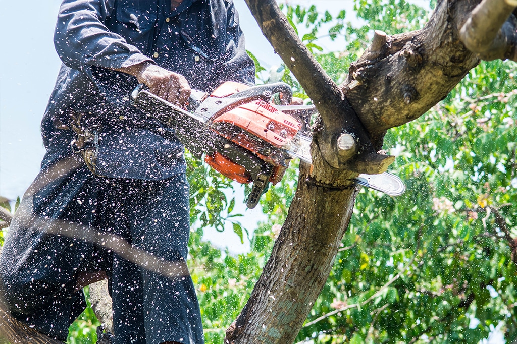 Tree Trimming in Toronto