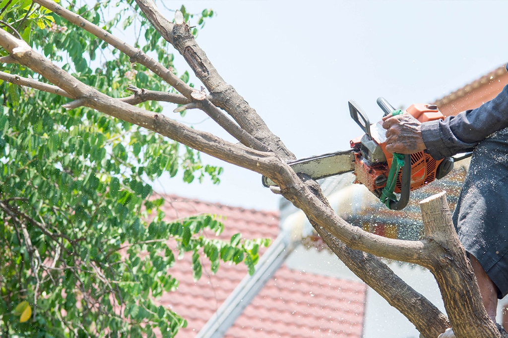 Tree Trimming in Toronto