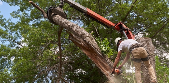 Tree Trimming in Toronto