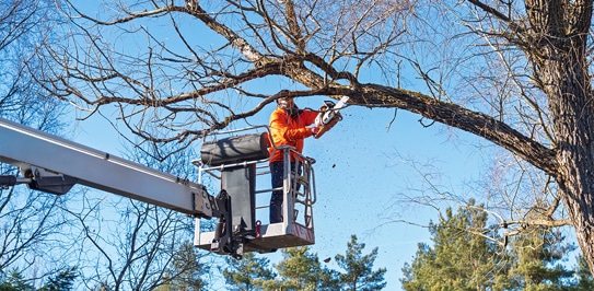 Tree Trimming in Toronto