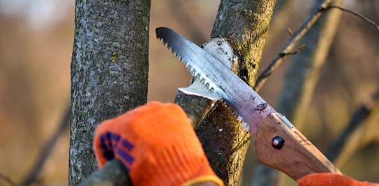 Tree Pruning in Newmarket: Certified, Safety-First Care