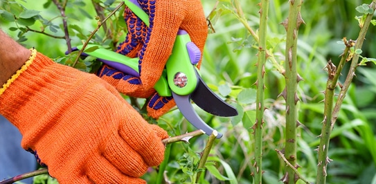 Tree Pruning in Newmarket: Certified, Safety-First Care