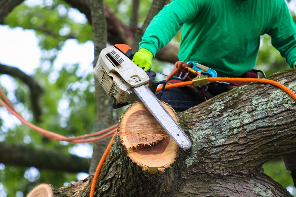 Tree Removal in Ajax: Safe, Certified, and Fully Insured
