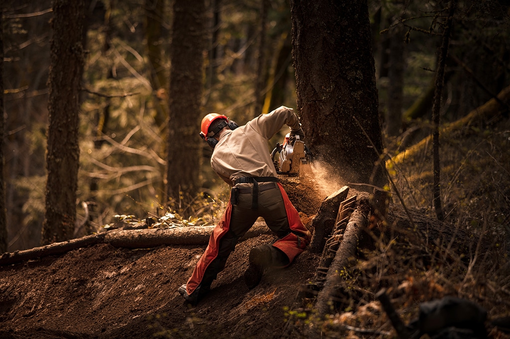 Tree Removal in Ajax: Safe, Certified, and Fully Insured