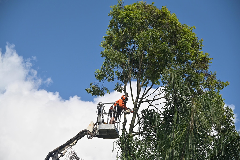 Tree Removal in Ajax: Safe, Certified, and Fully Insured